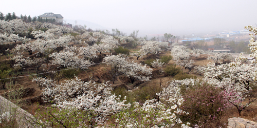 山东泰安岱岳区万亩梨花盛开
