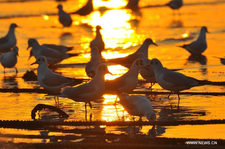 Gulls seen on seashore in Rizhao