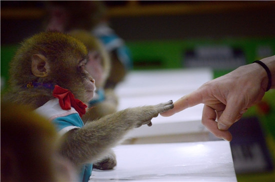 Monkeys in Shandong trained for their special year
