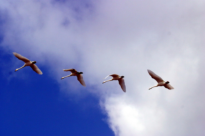 Whooper swans set a lively scene in Shandong