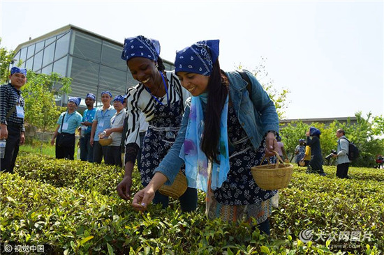 Overseas students experience tea culture in Qingdao