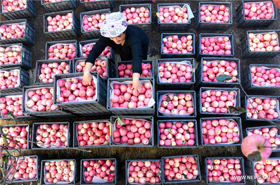 E China's Shandong witnesses apple harvest