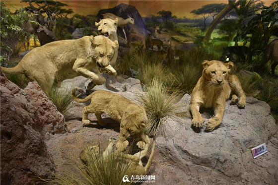Qingdao Behring Natural History Museum open
