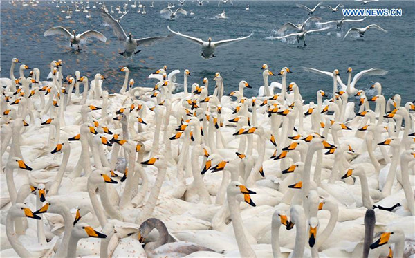 Swans seen at sea area in E China's Shandong