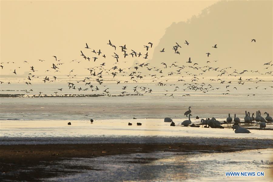 Flocks of swans seen in East China's Shandong