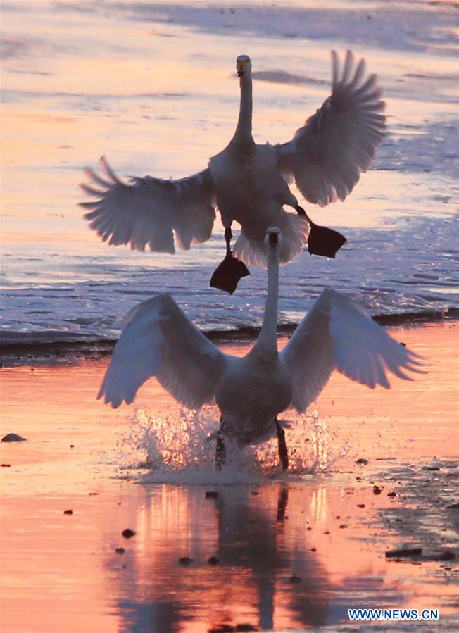 Flocks of swans seen in East China's Shandong