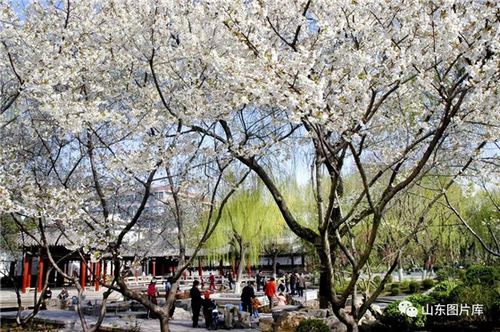 Enjoy springtime in Jinan, Shandong province