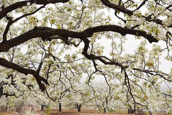 Pear blossoms and peach blossoms bloom in Shandong