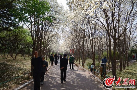 Stunning blossoms at Jinan Baihua Garden