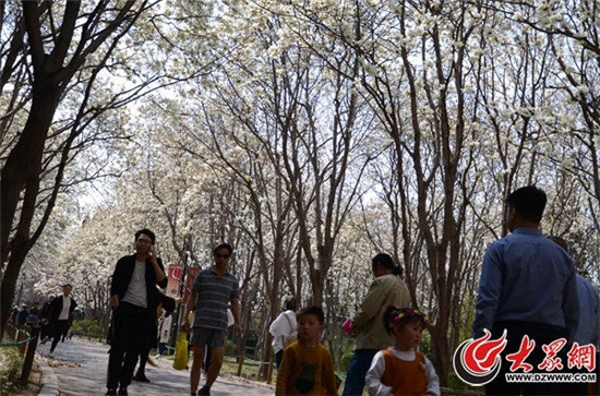 Stunning blossoms at Jinan Baihua Garden