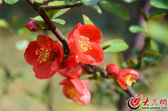 Stunning blossoms at Jinan Baihua Garden
