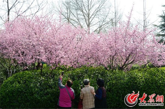 Stunning blossoms at Jinan Baihua Garden