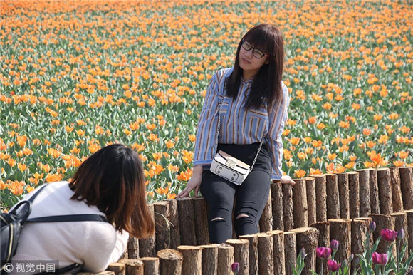 Colorful tulips blossom at Shandong park