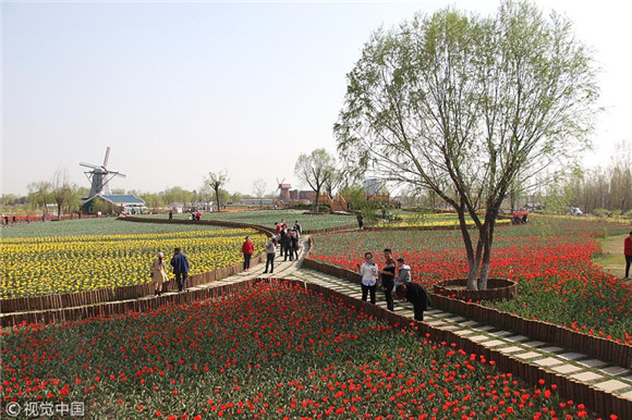 Colorful tulips blossom at Shandong park