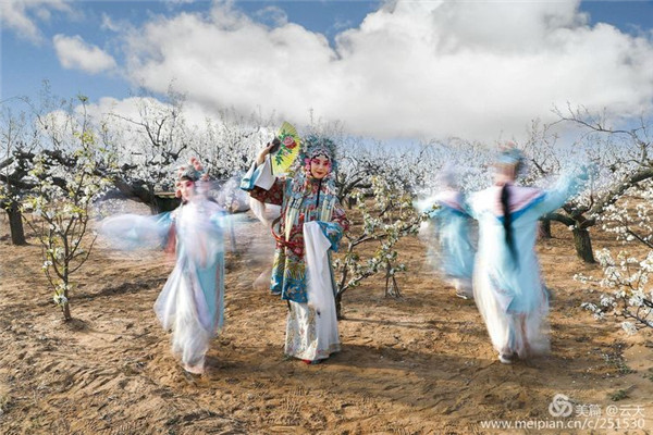 In pics: when Peking Opera meets pear blossoms