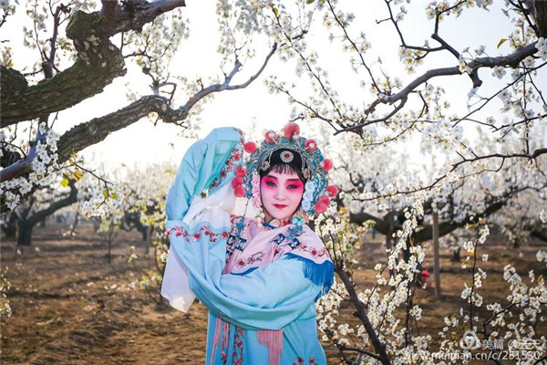 In pics: when Peking Opera meets pear blossoms