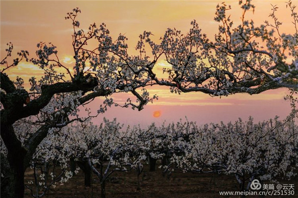 In pics: when Peking Opera meets pear blossoms