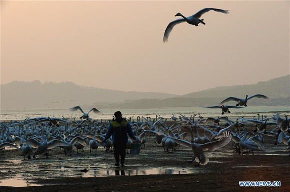 'Swan guard' devoted to protection of swans for over 40 years in East China<BR>