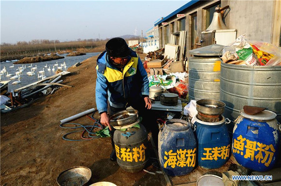 'Swan guard' devoted to protection of swans for over 40 years in East China<BR>