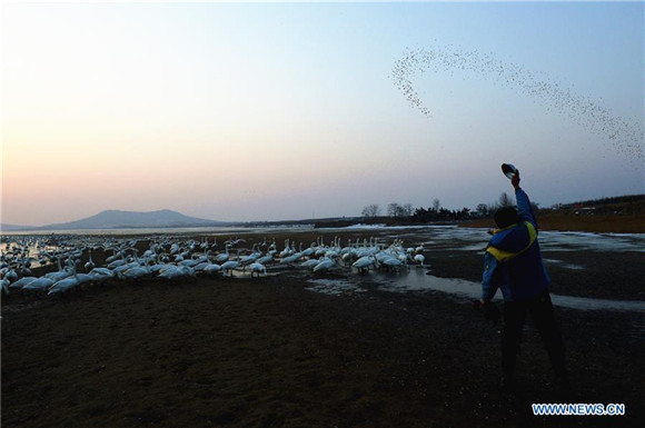 'Swan guard' devoted to protection of swans for over 40 years in East China<BR>