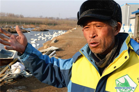 'Swan guard' devoted to protection of swans for over 40 years in East China<BR>
