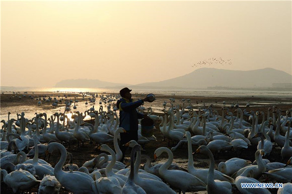 'Swan guard' devoted to protection of swans for over 40 years in East China<BR>