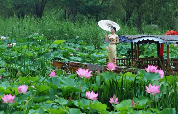 Qipao show adds color to Taierzhuang wetland park