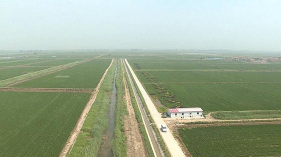 Art adds fun to rice paddy in Dongying