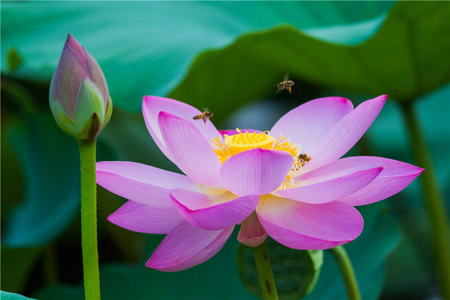 Lotus flowers delight in Shandong