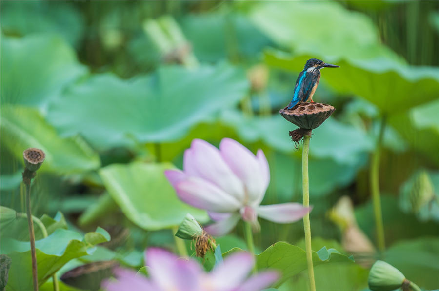 Lotus flowers delight in Shandong