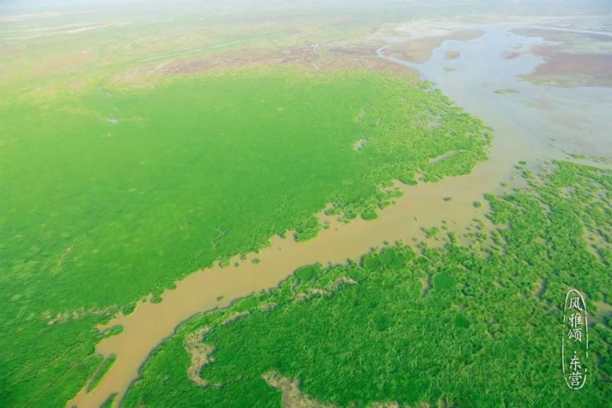 Beauty of the Yellow River Estuary Ecotourism Area