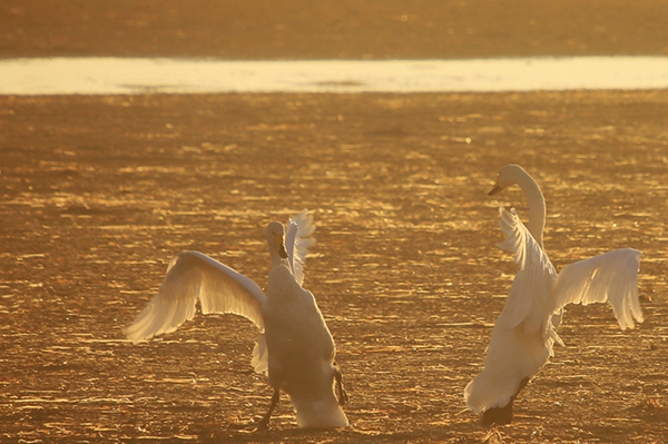 Swans add beauty to Rongcheng lake