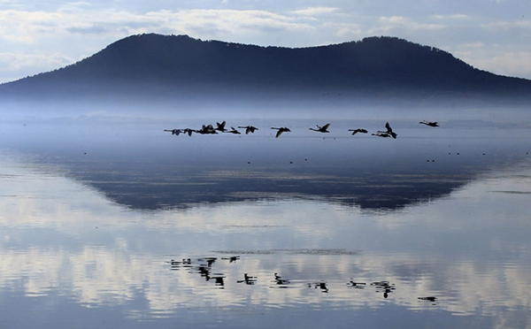 Swans add beauty to Rongcheng lake