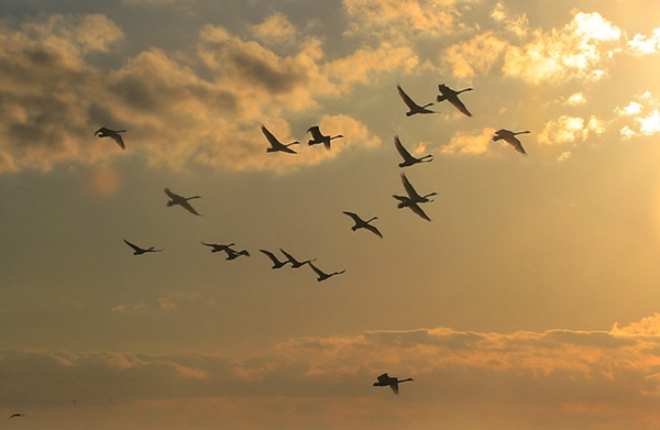 Swans add beauty to Rongcheng lake
