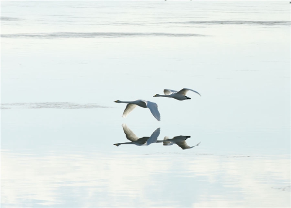 Swans seek wintering ground in Shandong