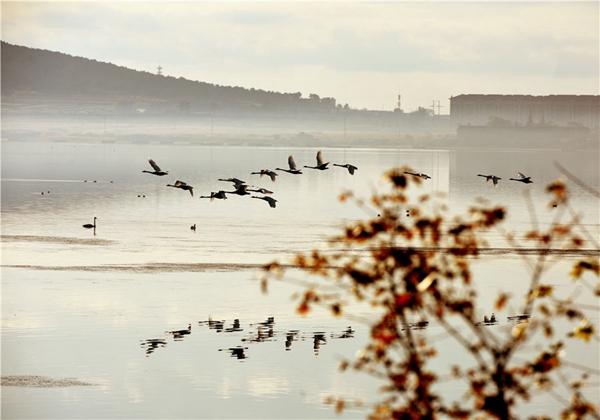 Swans seek wintering ground in Shandong