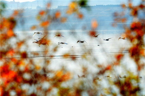 Swans seek wintering ground in Shandong