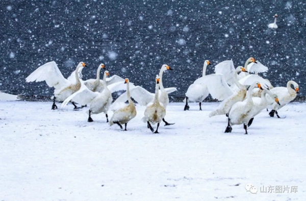 Swans grace bleak winter in Rongcheng