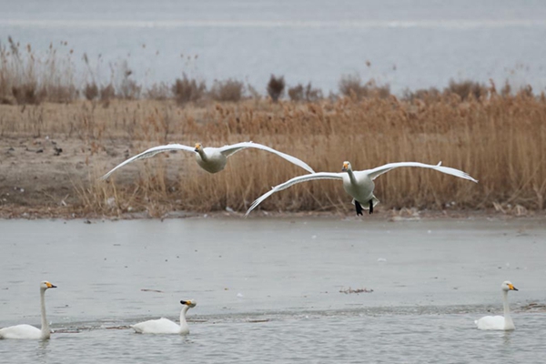 Different kind of swan lake