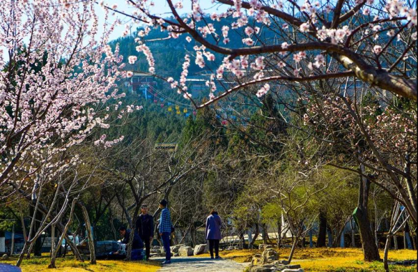 Colors of spring captured in Jinan