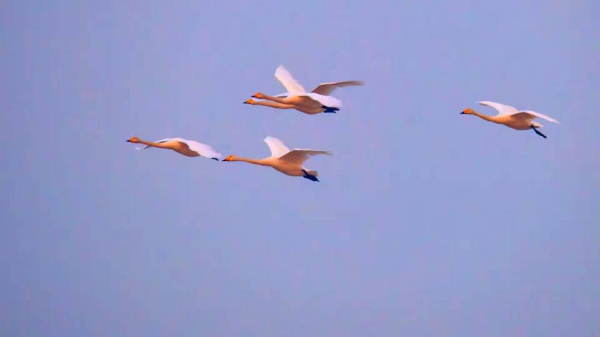 Gracious swans add beauty to Jinan