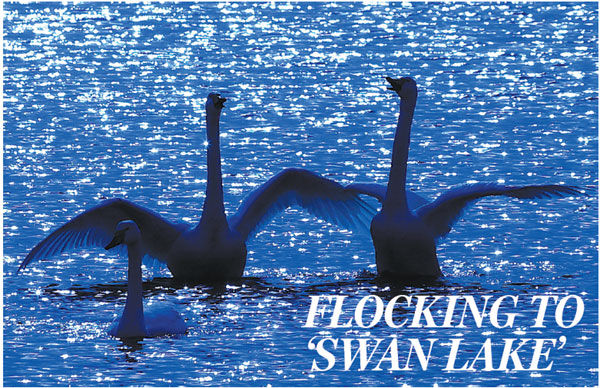 FLOCKING TO 'SWAN LAKE'