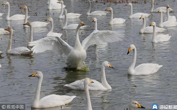 Swans head back after spending winter in Rongcheng