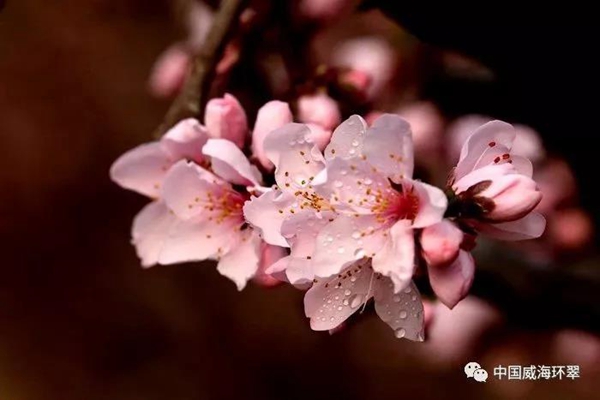 Admire peach blossoms in Weihai