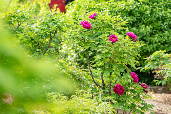 Blooming peonies at Baihua Park ready for tourists