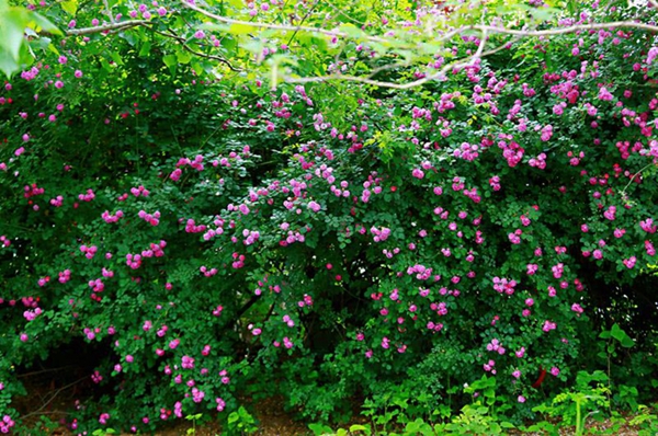 Enjoy outdoor leisure time in Taierzhuang Wetland Park
