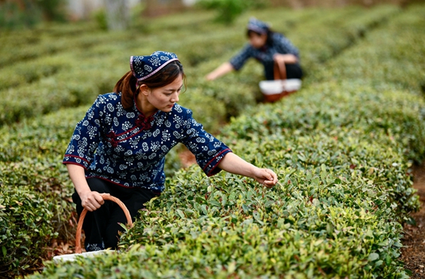 Tea growers pick spring tea in Rizhao