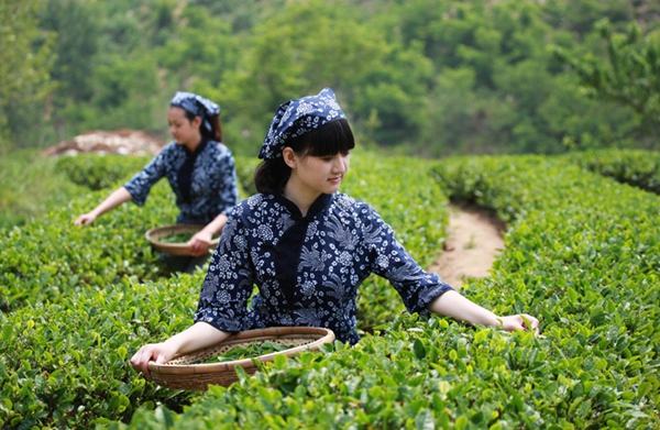 Tea growers pick spring tea in Rizhao