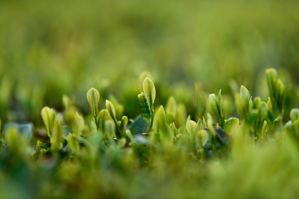 Tea growers pick spring tea in Rizhao