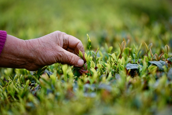 Tea growers pick spring tea in Rizhao